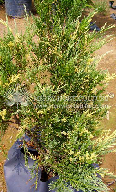 Juniperus gold